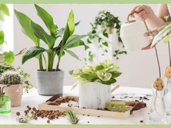 indoor plants